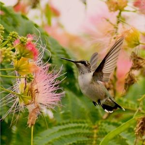 Meet your Posher, Maid